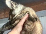 Deux chatons femelles Maine Coon LOOF nés en février 2026