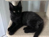 Deux chatons femelles Maine Coon LOOF nés en février 2026