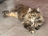 Deux chatons femelles Maine Coon LOOF nés en février 2026