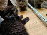 Chaton British Shorthair noir mâle inscrit au LOOF à vendre