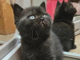 Chaton British Shorthair noir mâle inscrit au LOOF à vendre