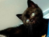 Chaton British Shorthair noir mâle inscrit au LOOF à vendre