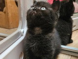 Chaton British Shorthair noir mâle inscrit au LOOF à vendre