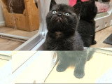 Chaton British Shorthair noir mâle inscrit au LOOF à vendre