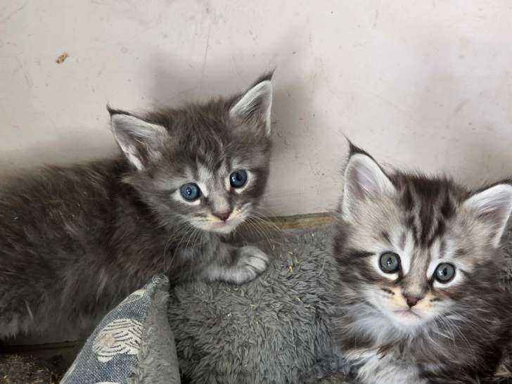 Chatons Maine Coon LOOF à vendre