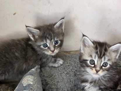 Chatons Maine Coon LOOF à vendre