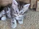 Chatons Maine Coon LOOF à vendre