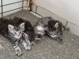 Chatons Maine Coon LOOF à vendre
