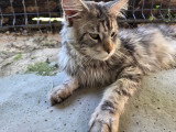 Chatons Maine Coon LOOF à vendre