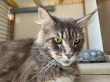 Chatons Maine Coon LOOF à vendre