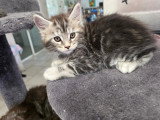 Chatons Maine Coon LOOF à vendre