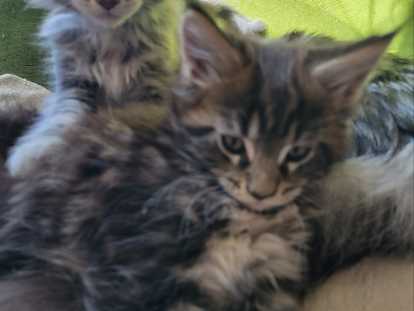 Chatons Maine Coon LOOF à vendre