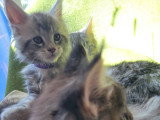 Chatons Maine Coon LOOF à vendre