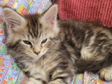 Chatons Maine Coon LOOF à vendre