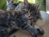 Chatons Maine Coon LOOF à vendre