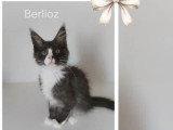 Deux chatons Maine Coon LOOF nés février 2026 à vendre