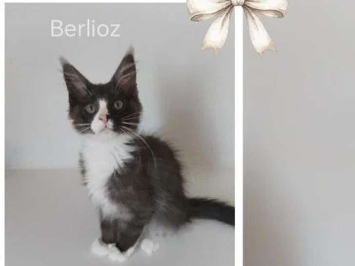 Deux chatons Maine Coon LOOF nés février 2026 à vendre