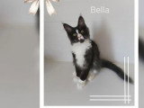 Deux chatons Maine Coon LOOF nés février 2026 à vendre
