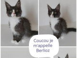 Deux chatons Maine Coon LOOF nés février 2026 à vendre