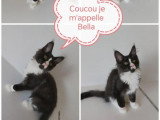 Deux chatons Maine Coon LOOF nés février 2026 à vendre