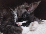 Deux chatons Maine Coon LOOF nés février 2026 à vendre