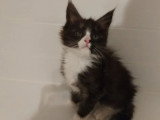 Deux chatons Maine Coon LOOF nés février 2026 à vendre