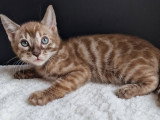 Chatons Bengal snow mink et brown foncé à vendre
