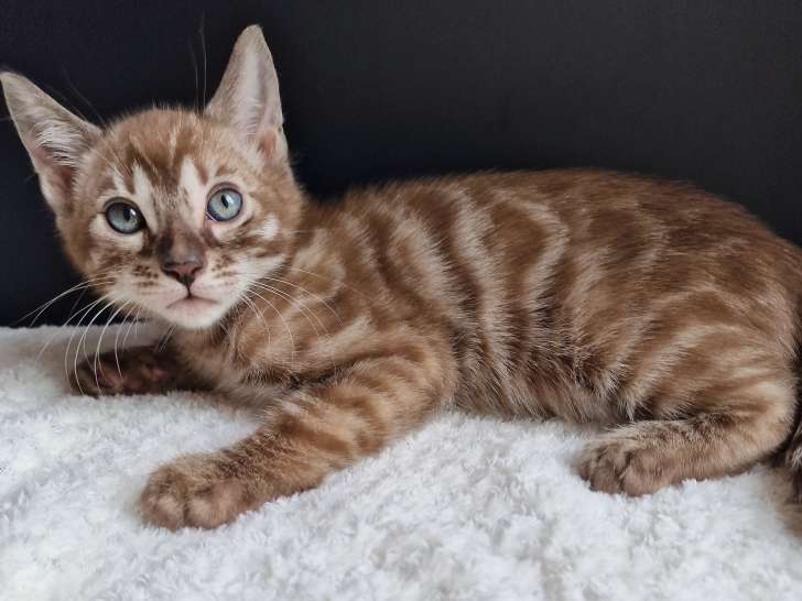 Chatons Bengal snow mink et brown foncé à vendre