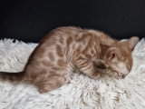 Chatons Bengal snow mink et brown foncé à vendre