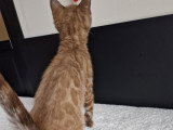 Chatons Bengal snow mink et brown foncé à vendre