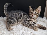 Chatons Bengal snow mink et brown foncé à vendre