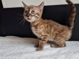 Chatons Bengal snow mink et brown foncé à vendre