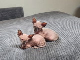 Chatons Shynx blue point à vendre