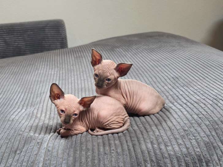 Chatons Shynx blue point à vendre