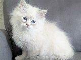 Magnifique chatonne Sibérien neva masquerade à vendre