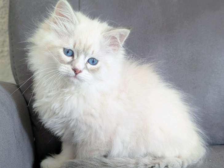 Magnifique chatonne Sibérien neva masquerade à vendre