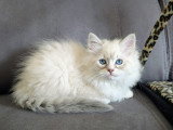Magnifique chatonne Sibérien neva masquerade à vendre