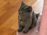 Chatons de type British Shorthair à vendre (3 femelles & 3 mâles)