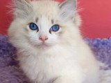 Chaton Ragdoll seal lynx bicolore de mars 2026 à vendre LOOF
