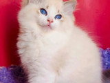 Chaton Ragdoll seal lynx bicolore de mars 2026 à vendre LOOF
