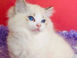 Chaton Ragdoll seal lynx bicolore de mars 2026 à vendre LOOF
