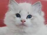 Chaton Ragdoll seal lynx bicolore de mars 2026 à vendre LOOF