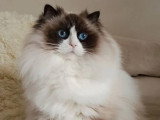 Chaton Ragdoll seal lynx bicolore de mars 2026 à vendre LOOF