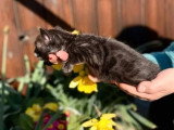 Deux chatons Bengal LOOF nés en mai 2026 à réserver