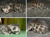 Deux chatons Bengal LOOF nés en mai 2026 à réserver