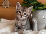 Chatons savannahs F3-C enregistrés TICA à vendre