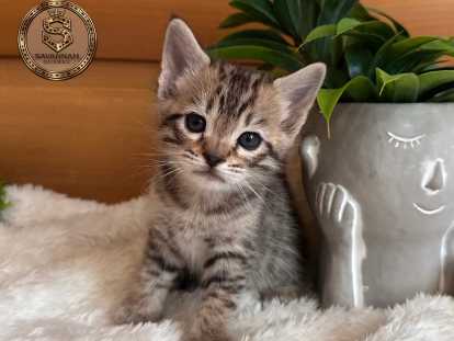 Chatons savannahs F3-C enregistrés TICA à vendre