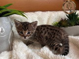 Chatons savannahs F3-C enregistrés TICA à vendre