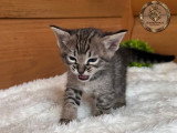 Chatons savannahs F3-C enregistrés TICA à vendre