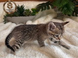 Chatons savannahs F3-C enregistrés TICA à vendre